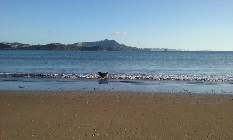 Whitianga Motel Buitenkant foto
